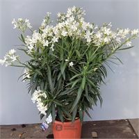 2 oleanders
