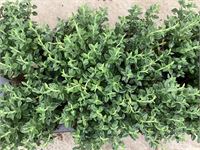80 teucrium