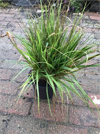 10 carex