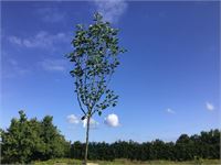 1 pyrus chanticleer