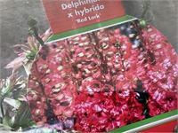 30 rode delphinium