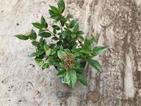 20 viburnum tinus