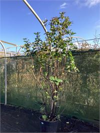 2 photinia