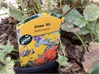 10 geum