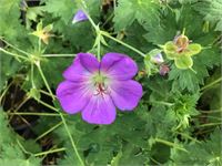 10 winterharde geraniums