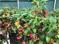 2 malus sierappelstam