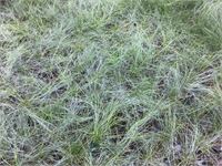 40 festuca glauca