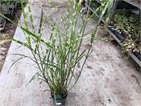 10 miscanthis sinensis strictis