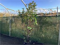 1 photinia