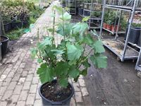 1 druivelaar