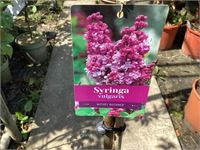 3 syringenstam