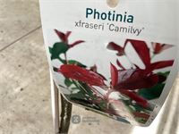 5 photiniastam