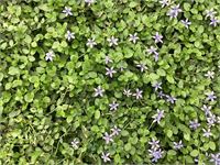 40 isothoma