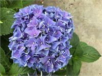 10 hortensia blauw