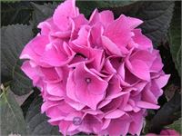 5 hortensia roos