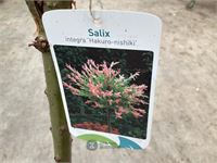 10 salixstam