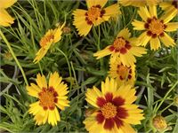 20 coreopsis