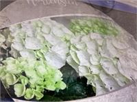 10 hortensia wit