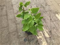 10 hydrangea annabelle
