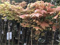 1 acer brillantissimum op stam