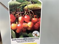 2 kersenstam