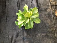 80 pachysandra