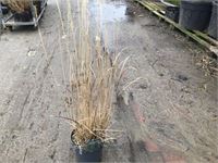 5 panicum