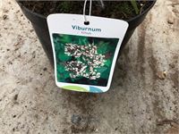 20 viburnum tinus