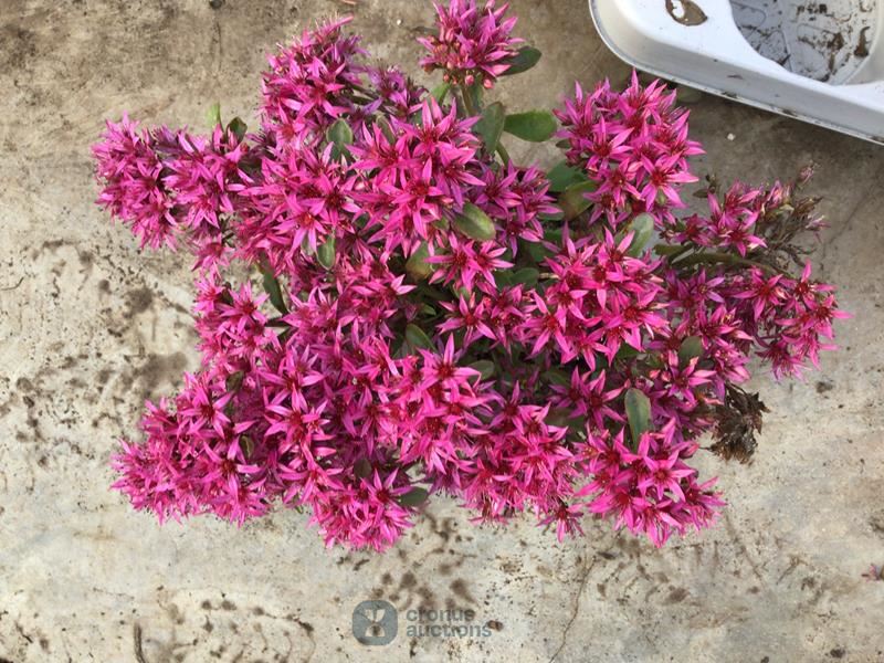 80 sedum mix