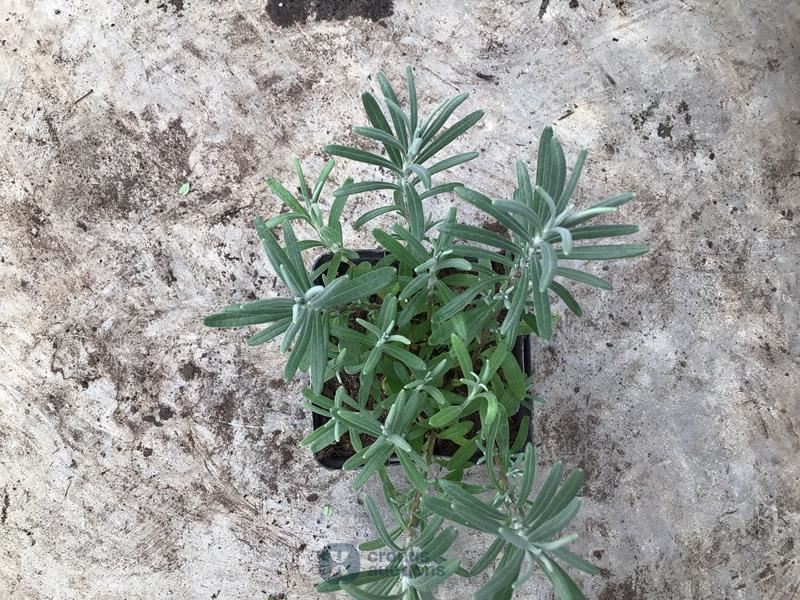 25 lavendel potmaat P9