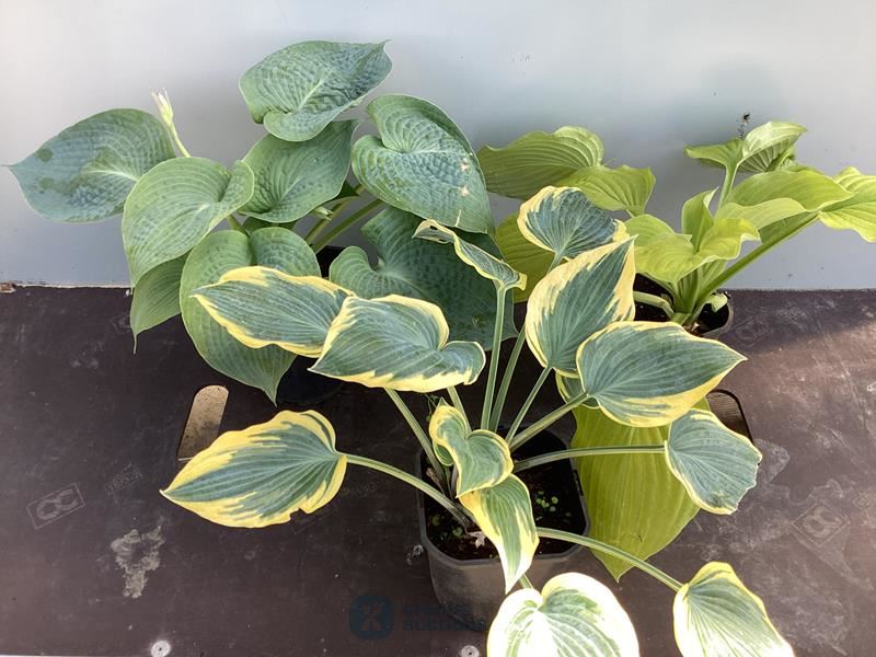 20 hosta mix