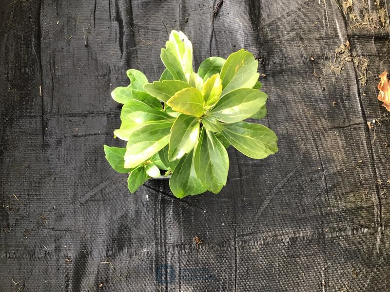 40 pachysandra