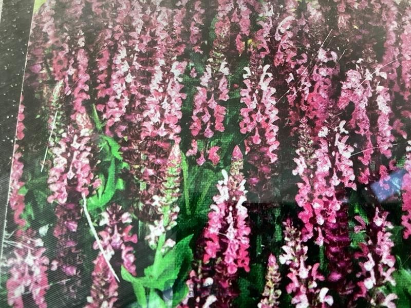 40 angelonia