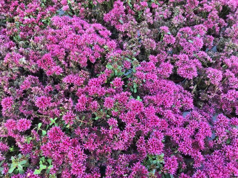 40 sedum mix