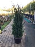 10 Taxus 130-150 – foto 2 – kavel bij Hammertime, Westerlo