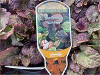 40 Ajuga – foto 2 – kavel bij Hammertime, Westerlo