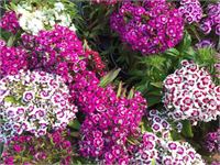 40 Dianthus Barbatus – foto 2 – kavel bij Hammertime, Westerlo