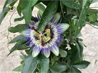 10 Passiflora – foto 3 – kavel bij Hammertime, Westerlo