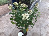 10 Hydrangea Lime Light – foto 2 – kavel bij Hammertime, Westerlo