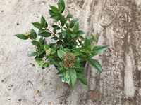 50 Viburnum Tinus – foto 2 – kavel bij Hammertime, Westerlo