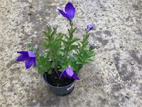 40 Platycodon Blauw – foto 2 – kavel bij Hammertime, Westerlo