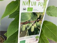 5 Kiwi Mix – foto 3 – kavel bij Hammertime, Westerlo