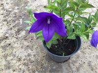 40 Platycodon Blauw – foto 3 – kavel bij Hammertime, Westerlo