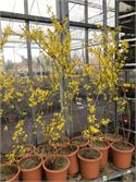 5 Forsythia – foto 2 – kavel bij Hammertime, Westerlo