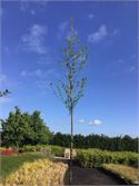 1 Carpinusboom – foto 2 – kavel bij Hammertime, Westerlo