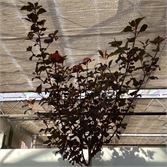 1 Physocarpus Diabolo – foto 2 – kavel bij Hammertime, Westerlo