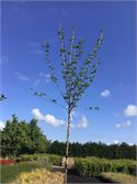 2 Prunus Kanzan – foto 2 – kavel bij Hammertime, Westerlo