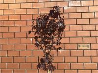 1 Acer Crimson Op Stam – foto 2 – kavel bij Hammertime, Westerlo