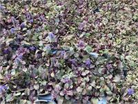 40 Ajuga – foto 3 – kavel bij Hammertime, Westerlo