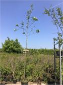 2 Sorbus – foto 2 – kavel bij Hammertime, Westerlo